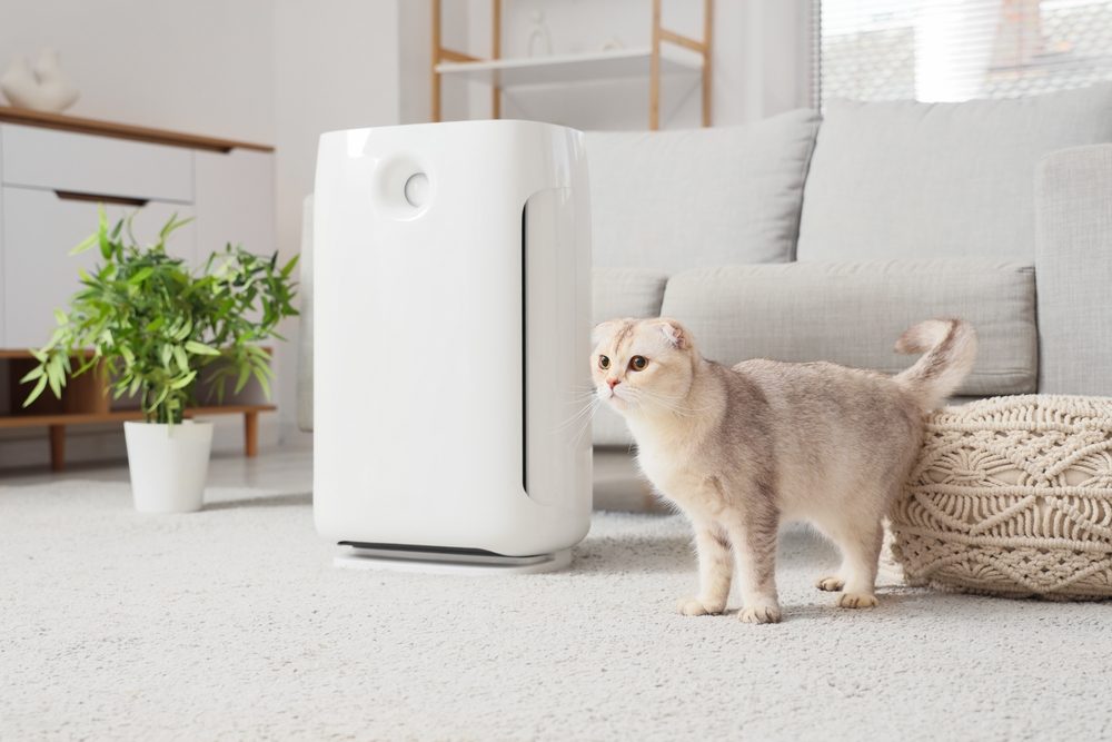 How pets impact indoor air quality?